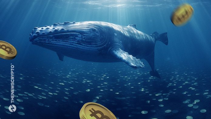 Bitcoin Whales Move Millions After Decade-Long Dormancy